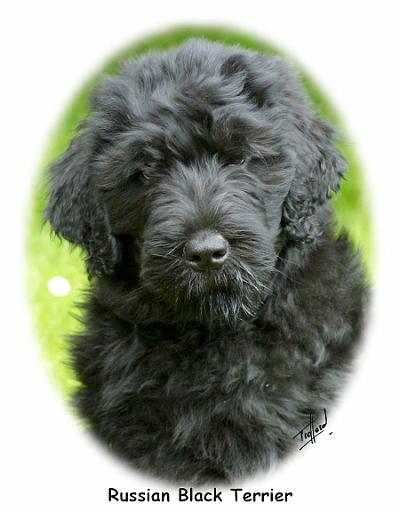 Russian Black Terrier9T091D-030_2.JPG
